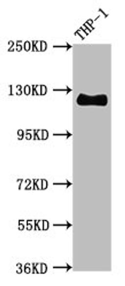 Western Blot. Positive WB detected in THP-1 whole cell lysate. All lanes CD31 antibody at 0.95μg/ml. Secondary. Goat polyclonal to rabbit IgG at 1/50000 dilution. Predicted band size: 125 KDa. Observed band size: 125 KDa. 