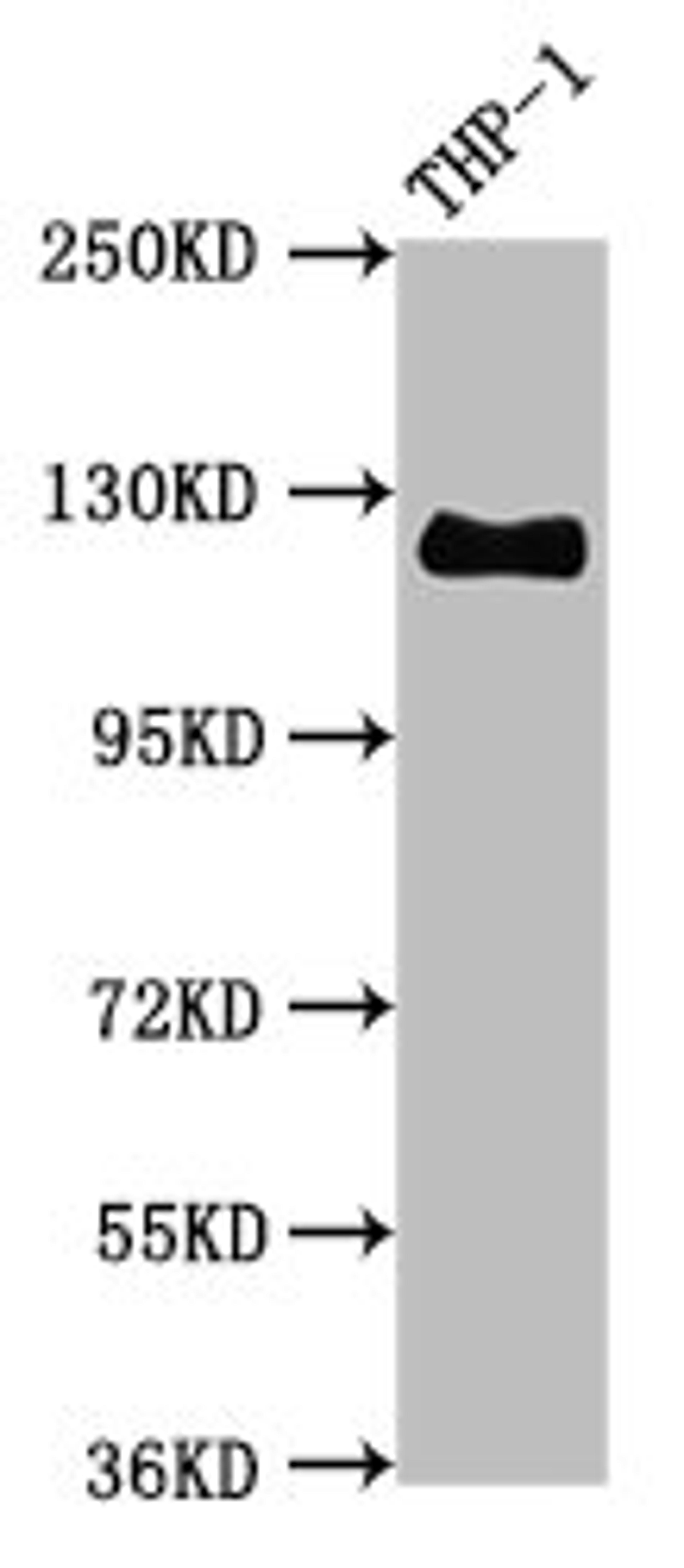 Western Blot. Positive WB detected in THP-1 whole cell lysate. All lanes CD31 antibody at 0.95μg/ml. Secondary. Goat polyclonal to rabbit IgG at 1/50000 dilution. Predicted band size: 125 KDa. Observed band size: 125 KDa. 