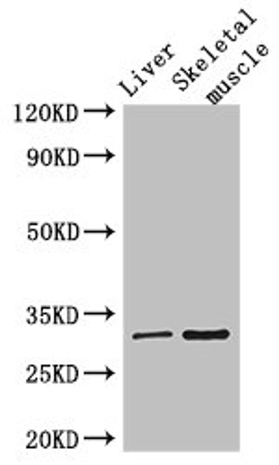 Western Blot. Positive WB detected in: Mouse liver tissue, Mouse skeletal muscle tissue. All lanes: RSPH9 antibody at 3ug/ml. Secondary. Goat polyclonal to rabbit IgG at 1/50000 dilution. Predicted band size: 32, 35 kDa. Observed band size: 32 kDa. 