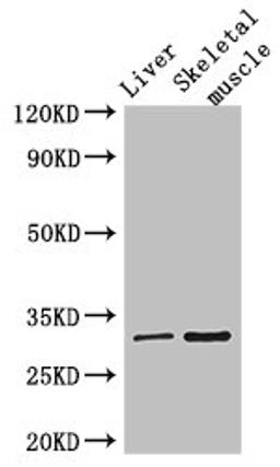 Western Blot. Positive WB detected in: Mouse liver tissue, Mouse skeletal muscle tissue. All lanes: RSPH9 antibody at 3ug/ml. Secondary. Goat polyclonal to rabbit IgG at 1/50000 dilution. Predicted band size: 32, 35 kDa. Observed band size: 32 kDa. 