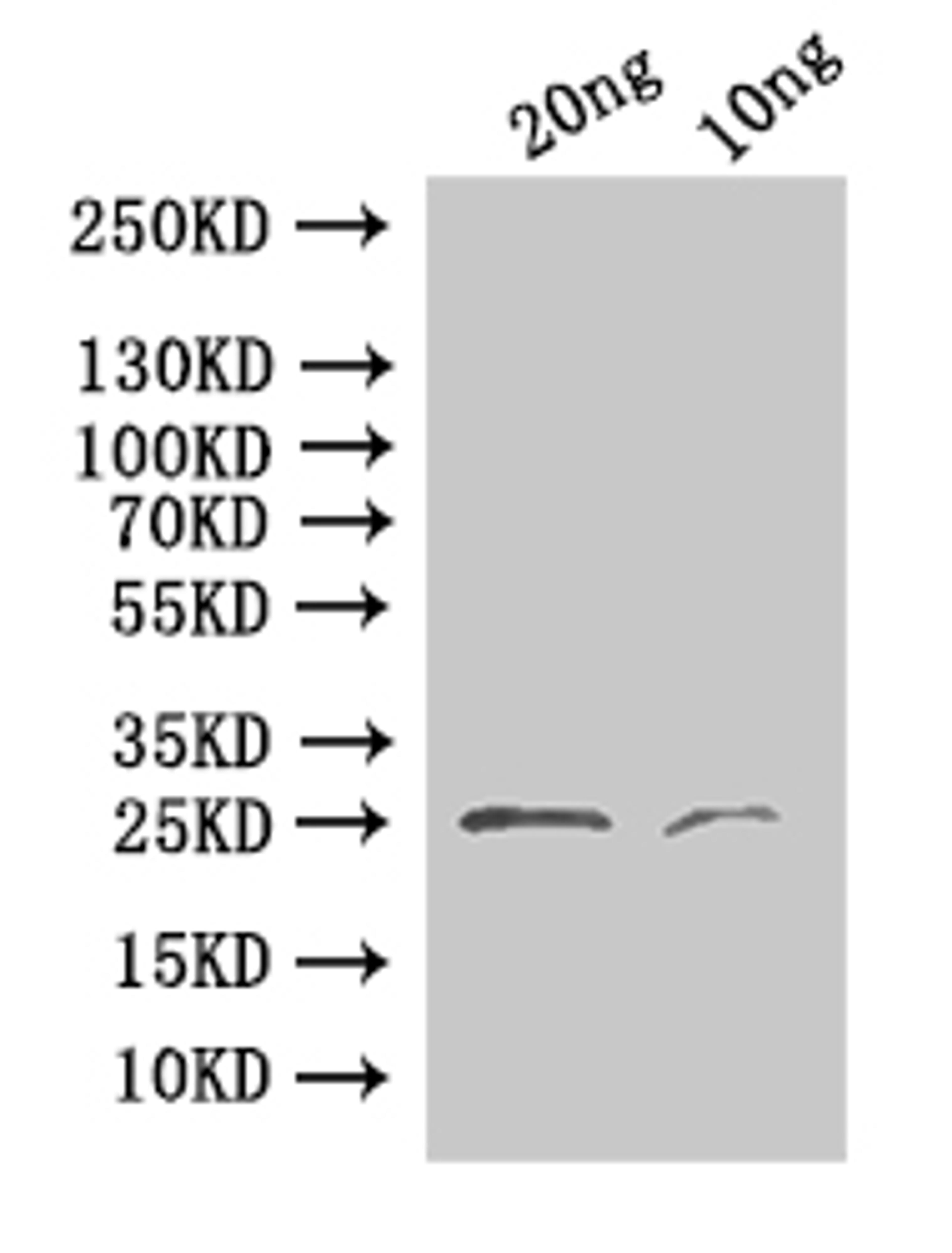 Western Blot. Positive WB detected in: recombinant protein. All lanes:24 Antibody at 1:1000. Secondary. Goat polyclonal to rabbit IgG at 1/50000 dilution. Predicted band size:25.1 kDa. Observed band size: 25 kDa. 