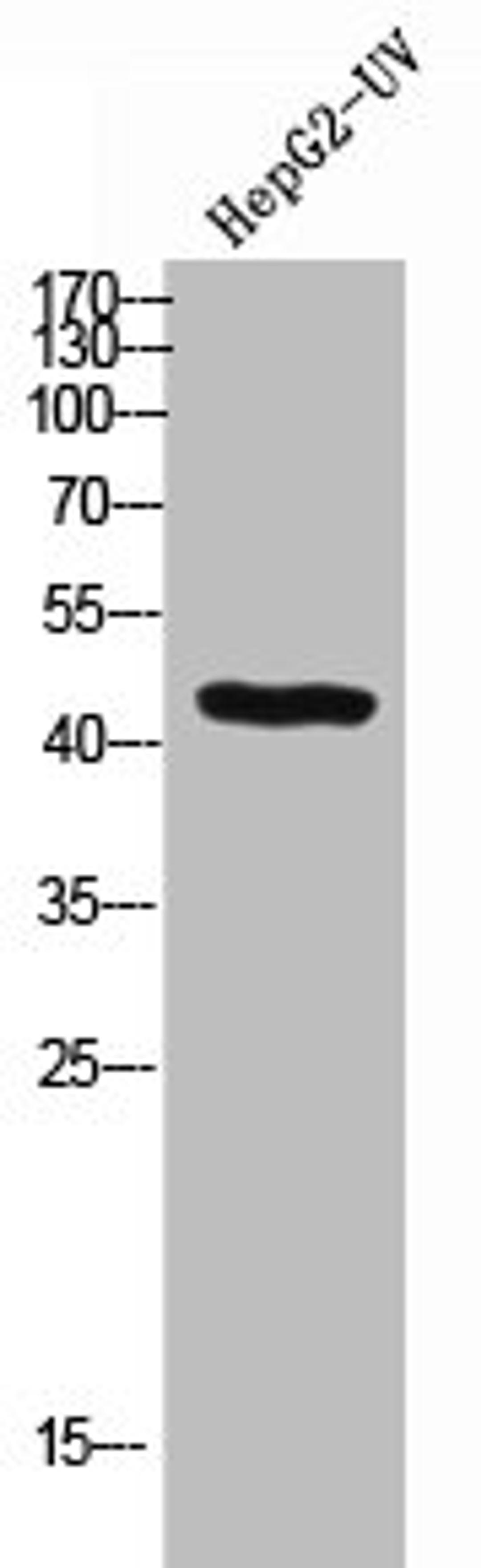 Western Blot analysis of HEPG2-UV cells using BMP-2 Polyclonal Antibody