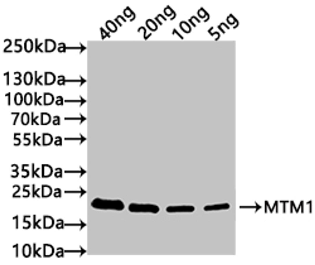 Western Blot. Positive WB detected in: recombinant protein. All lanes: MTM1 Antibody at 1:1000. Secondary. Goat polyclonal to rabbit IgG at 1/50000 dilution. Predicted band size: 21 kDa. Observed band size: 21 kDa. 