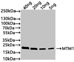 Western Blot. Positive WB detected in: recombinant protein. All lanes: MTM1 Antibody at 1:1000. Secondary. Goat polyclonal to rabbit IgG at 1/50000 dilution. Predicted band size: 21 kDa. Observed band size: 21 kDa. 