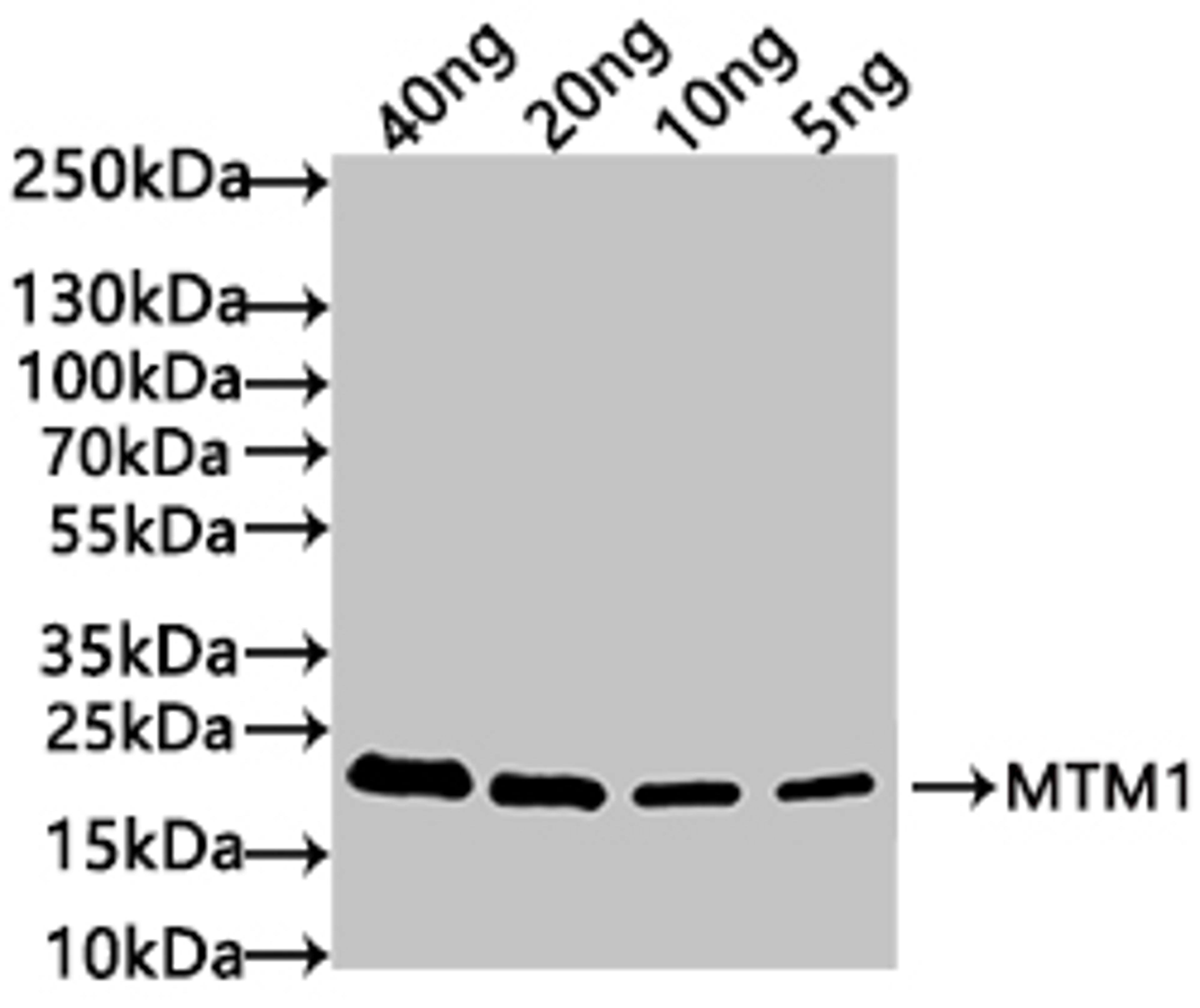 Western Blot. Positive WB detected in: recombinant protein. All lanes: MTM1 Antibody at 1:1000. Secondary. Goat polyclonal to rabbit IgG at 1/50000 dilution. Predicted band size: 21 kDa. Observed band size: 21 kDa. 
