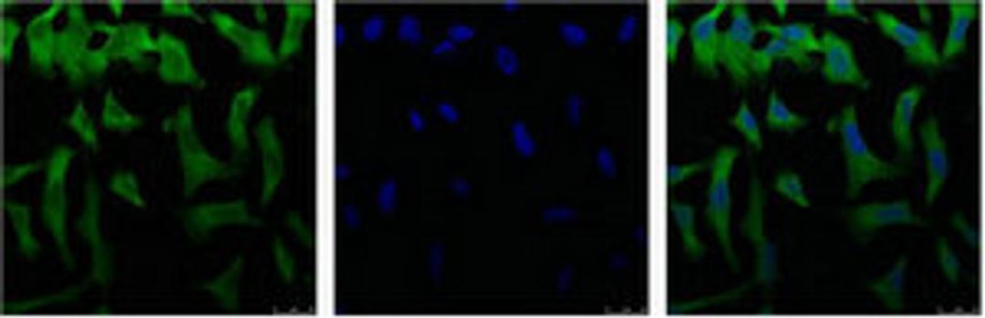 IF analysis of Hela with antibody (Left) and DAPI (Right) diluted at 1:100.