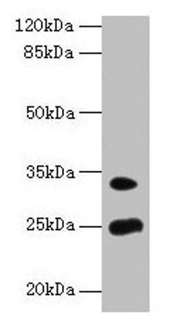 Western blot. All lanes: MREG antibody at 8µg/ml + Mouse stomach tissue. Secondary. Goat polyclonal to rabbit IgG at 1/10000 dilution. Predicted band size: 25, 27 kDa. Observed band size: 25, 33 kDa