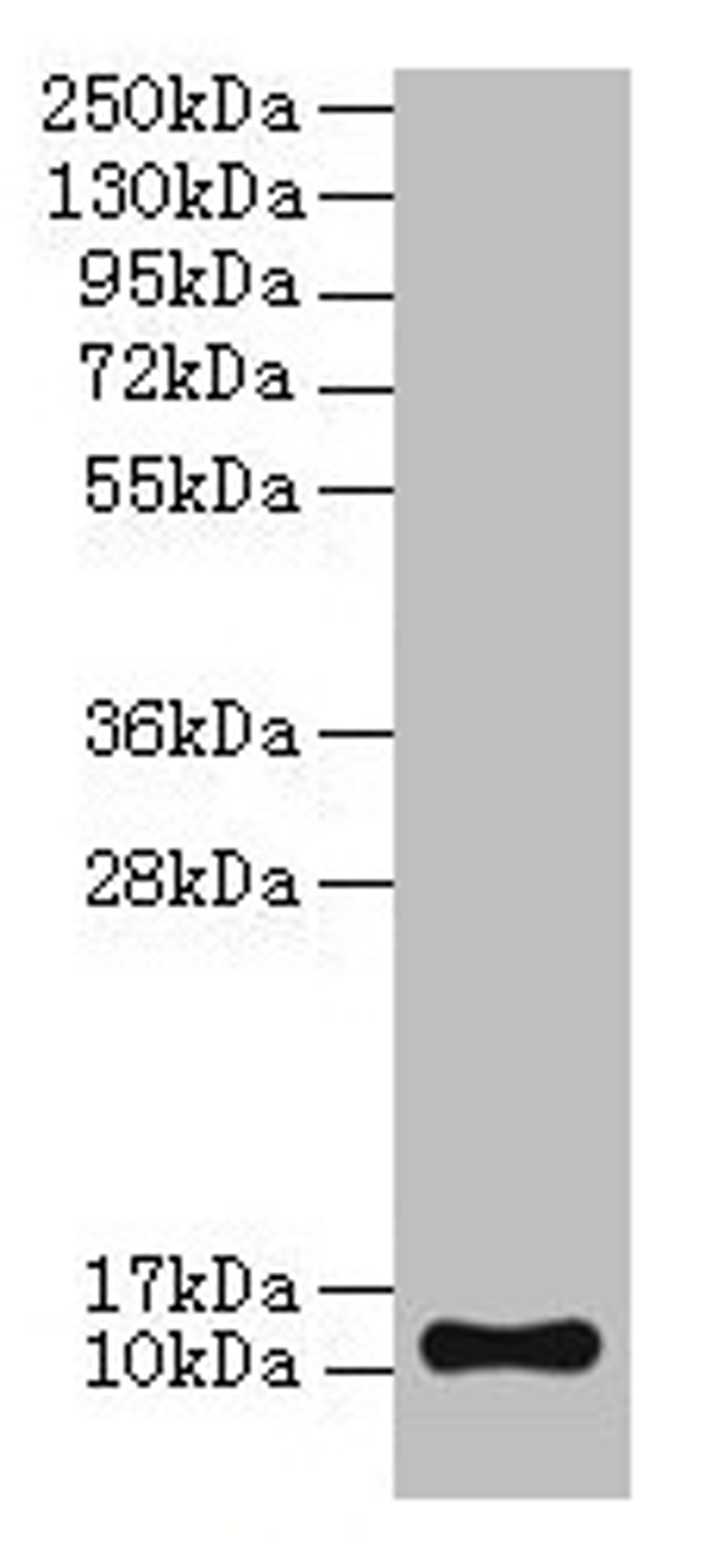 Western blot. All lanes: TMEM141 antibody at 2µg/ml + Hela whole cell lysate. Secondary. Goat polyclonal to rabbit IgG at 1/10000 dilution. Predicted band size: 12 kDa. Observed band size: 12 kDa