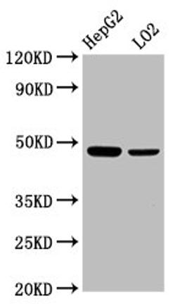 Western Blot. Positive WB detected in: HepG2 whole cell lysate, LO2 whole cell lysate. All lanes: SMAD7 antibody at 2.3µg/ml. Secondary. Goat polyclonal to rabbit IgG at 1/50000 dilution. Predicted band size: 47, 24 kDa. Observed band size: 47 kDa