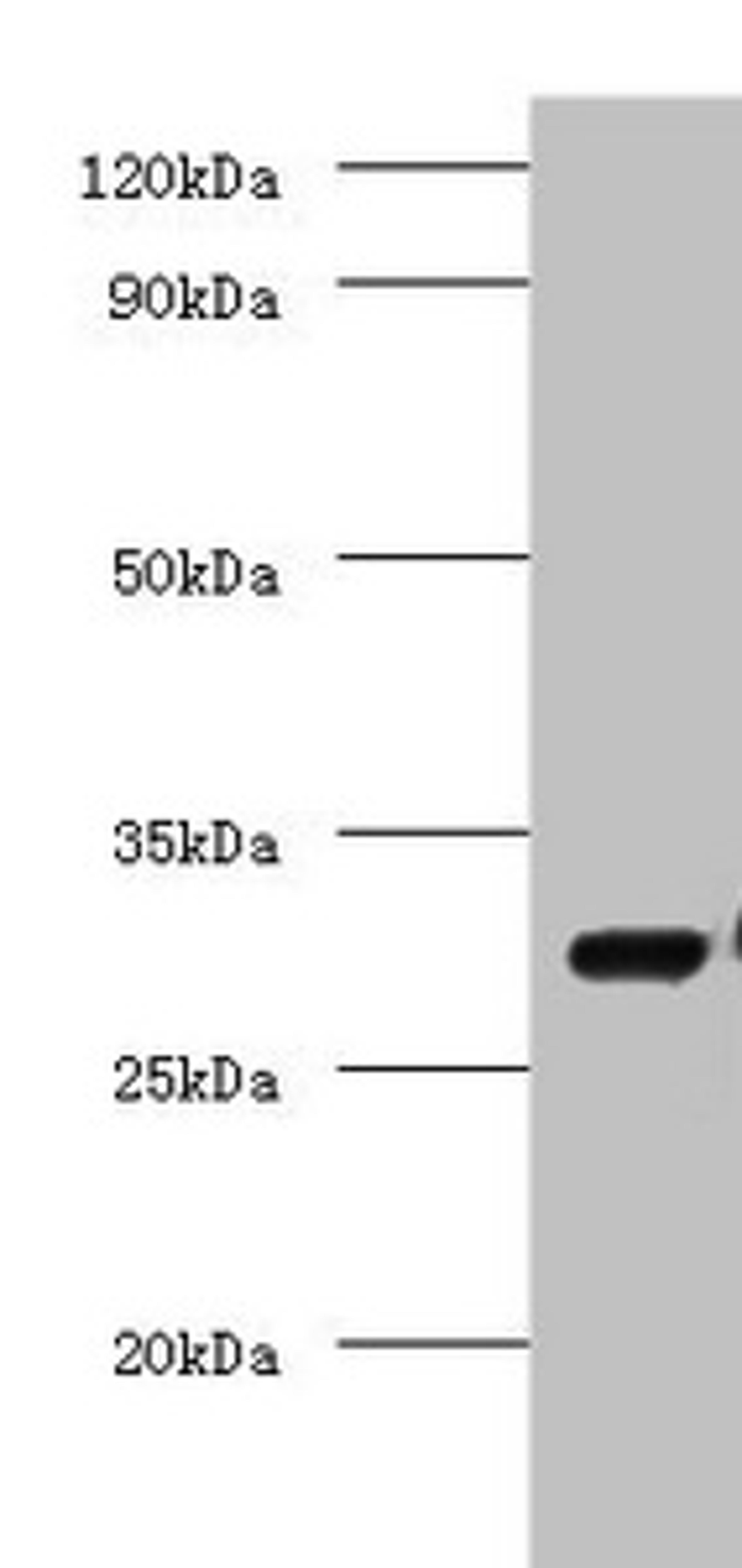 Western blot. All lanes: COP9 signalosome complex subunit 7a antibody at 2ug/ml + Mouse brain tissue. Secondary. Goat polyclonal to rabbit IgG at 1/10000 dilution. Predicted band size: 30 kDa. Observed band size: 30 kDa. 