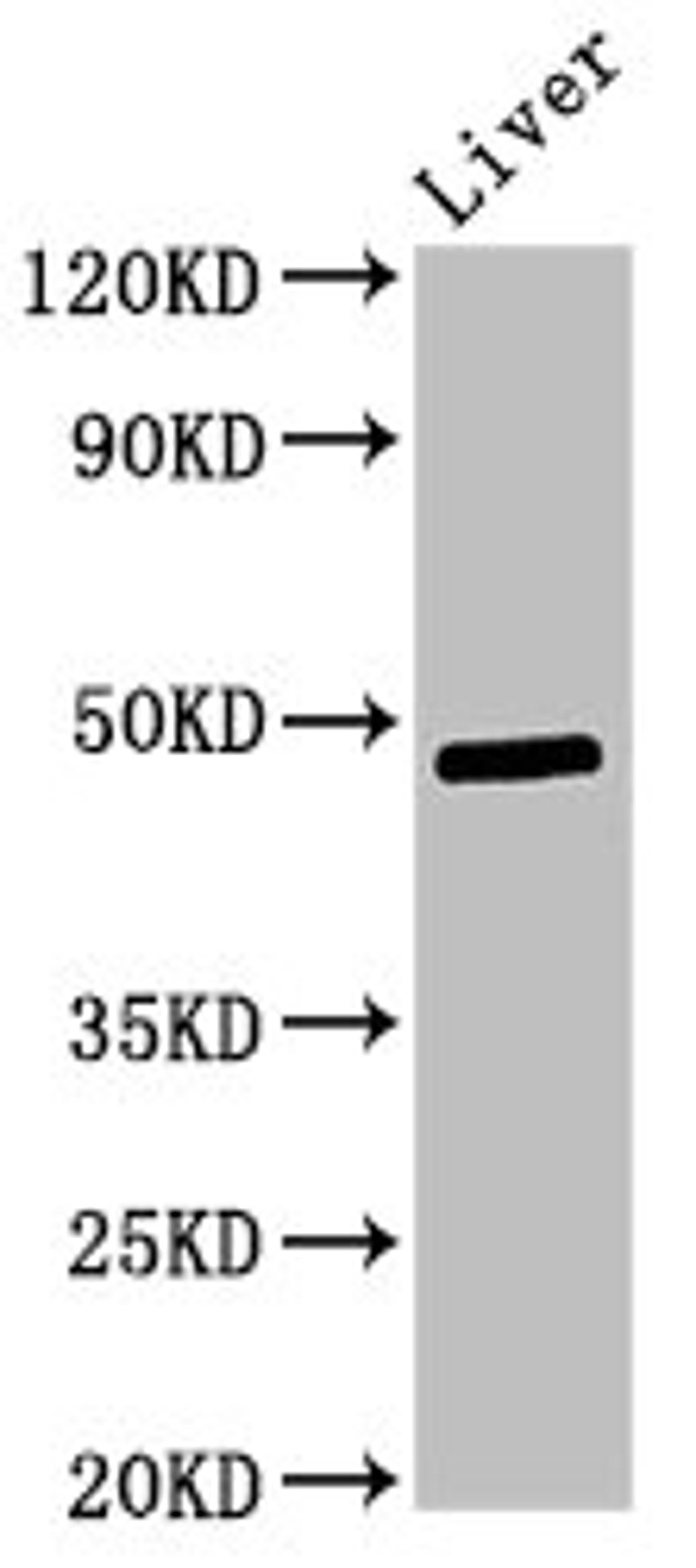 Western Blot. Positive WB detected in: Rat liver tissue. All lanes: Pdk3 antibody at 3ug/ml. Secondary. Goat polyclonal to rabbit IgG at 1/50000 dilution. Predicted band size: 48 kDa. Observed band size: 48 kDa.