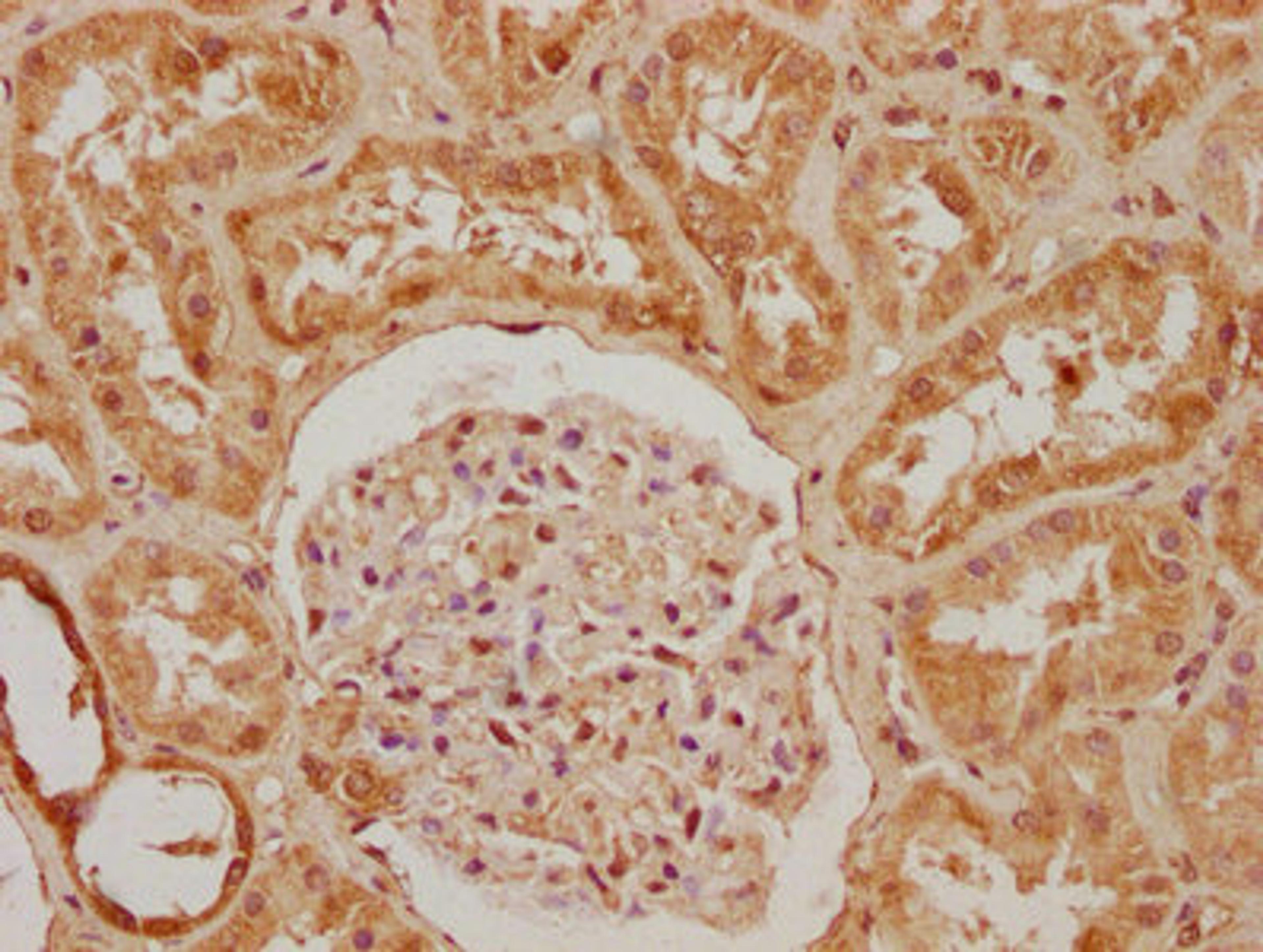 IHC image of CSB-PA019112OA01HU diluted at 1:200 and staining in paraffin-embedded human kidney tissue performed on a Leica BondTM system. After dewaxing and hydration, antigen retrieval was mediated by high pressure in a citrate buffer (pH 6.0). Section was blocked with 10% normal goat serum 30min at RT. Then primary antibody (1% BSA) was incubated at 4°C overnight. The primary is detected by a biotinylated secondary antibody and visualized using an HRP conjugated SP system.