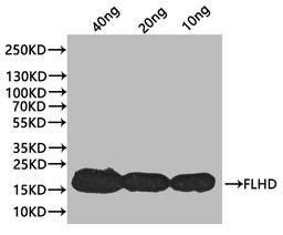 Western Blot. Positive WB detected in: recombinant protein. All lanes:flhD Antibody at 1:1000. Secondary. Goat polyclonal to rabbit IgG at 1/20000 dilution. Predicted band size: 17.7 kDa. Observed band size: 17 kDa. 