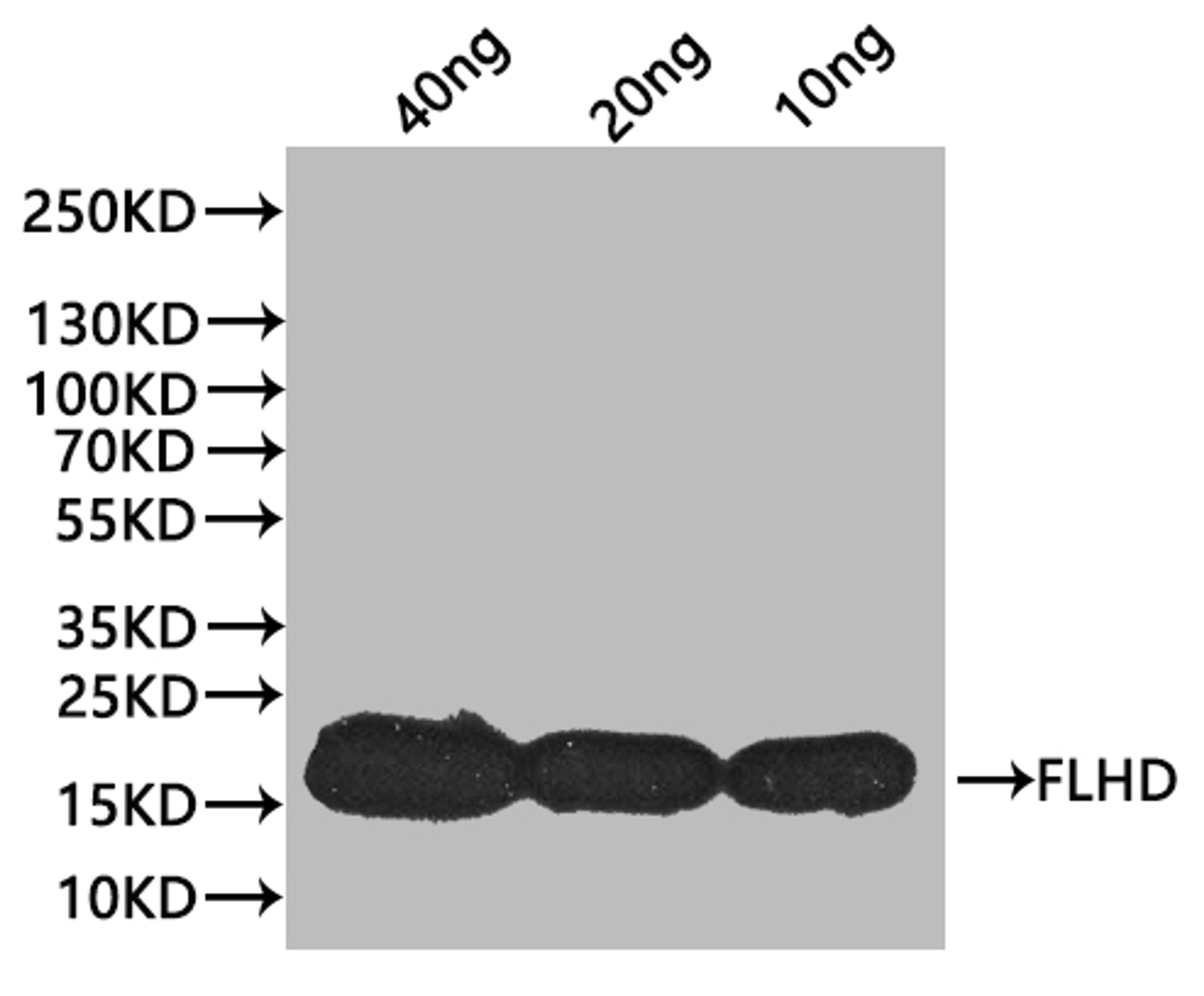 Western Blot. Positive WB detected in: recombinant protein. All lanes:flhD Antibody at 1:1000. Secondary. Goat polyclonal to rabbit IgG at 1/20000 dilution. Predicted band size: 17.7 kDa. Observed band size: 17 kDa. 