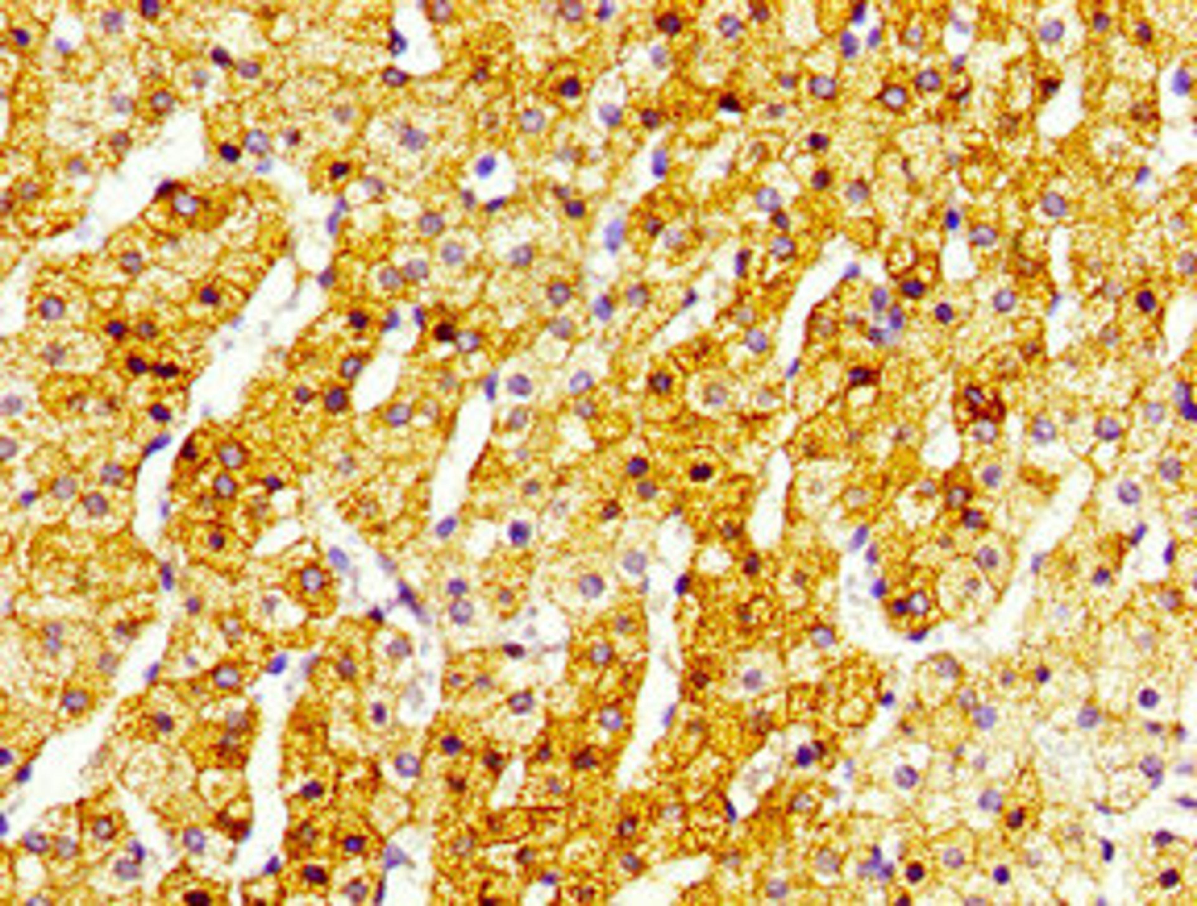 Immunohistochemistry of paraffin-embedded human adrenal gland tissue using CSB-PA873680LA01HU at dilution of 1:100