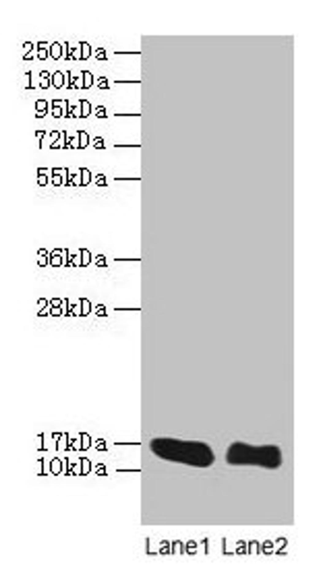 Western blot. All lanes: LINC01553 antibody at 12µg/ml. Lane 1: Rat heart tissue. Lane 2: Mouse skeletal muscle tissue. Secondary. Goat polyclonal to rabbit IgG at 1/10000 dilution. Predicted band size: 16 kDa. Observed band size: 16 kDa