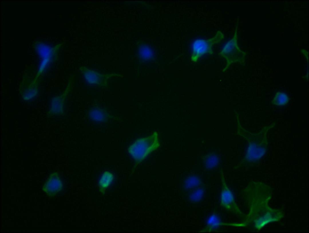Immunofluorescence staining of Hela Cells with CSB-RA223479A0HU at 1:50, counter-stained with DAPI. The cells were fixed in 4% formaldehyde, permeated by 0.2% TritonX-100, and blocked in 10% normal Goat Serum. The cells were then incubated with the antibody overnight at 4℃. Nuclear DNA was labeled in blue with DAPI. The secondary antibody was FITC-conjugated AffiniPure Goat Anti-Rabbit IgG (H+L).