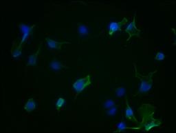 Immunofluorescence staining of Hela Cells with CSB-RA223479A0HU at 1:50, counter-stained with DAPI. The cells were fixed in 4% formaldehyde, permeated by 0.2% TritonX-100, and blocked in 10% normal Goat Serum. The cells were then incubated with the antibody overnight at 4℃. Nuclear DNA was labeled in blue with DAPI. The secondary antibody was FITC-conjugated AffiniPure Goat Anti-Rabbit IgG (H+L).