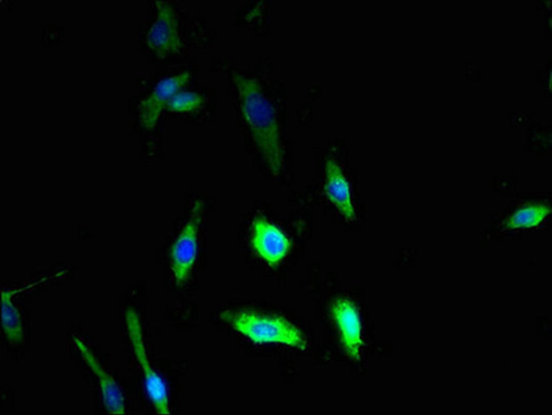 Immunofluorescent analysis of U251 cells using CSB-PA890925LA01HU at dilution of 1:100 and Alexa Fluor 488-congugated AffiniPure Goat Anti-Rabbit IgG(H+L)