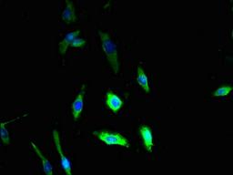 Immunofluorescent analysis of U251 cells using CSB-PA890925LA01HU at dilution of 1:100 and Alexa Fluor 488-congugated AffiniPure Goat Anti-Rabbit IgG(H+L)