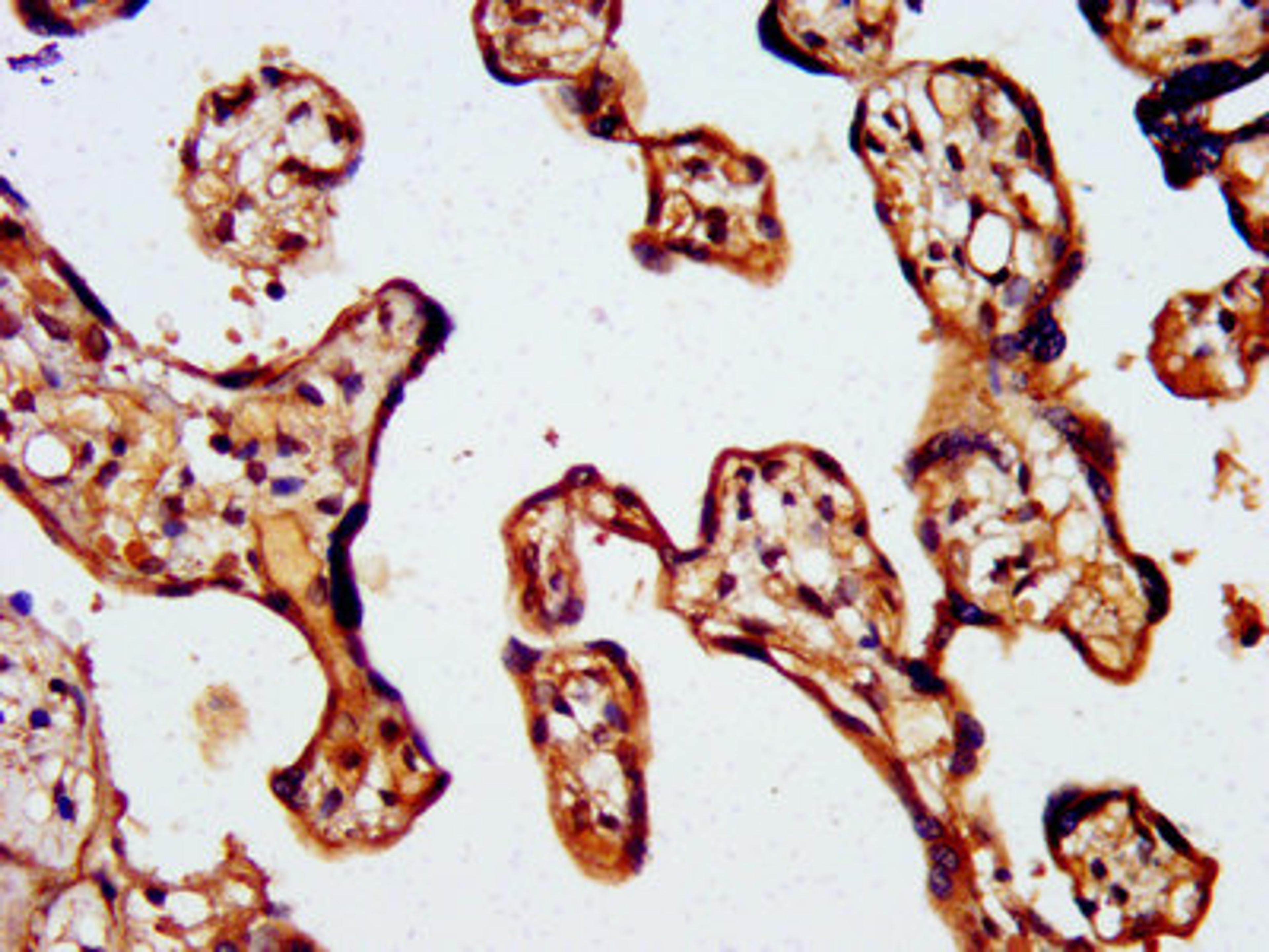 IHC image of CSB-PA896553LA01HU diluted at 1:500 and staining in paraffin-embedded human placenta tissue performed on a Leica BondTM system. After dewaxing and hydration, antigen retrieval was mediated by high pressure in a citrate buffer (pH 6.0). Section was blocked with 10% normal goat serum 30min at RT. Then primary antibody (1% BSA) was incubated at 4&deg;C overnight. The primary is detected by a biotinylated secondary antibody and visualized using an HRP conjugated SP system.