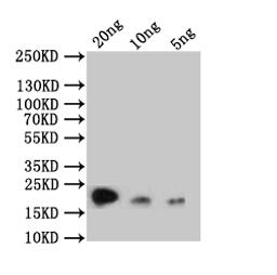 Western Blot. Positive WB detected in: recombinant protein. All lanes: rpc53 Antibody at 1:1000. Secondary. Goat polyclonal to rabbit IgG at 1/50000 dilution. Predicted band size: 20 kDa. Observed band size: 20 kDa. 