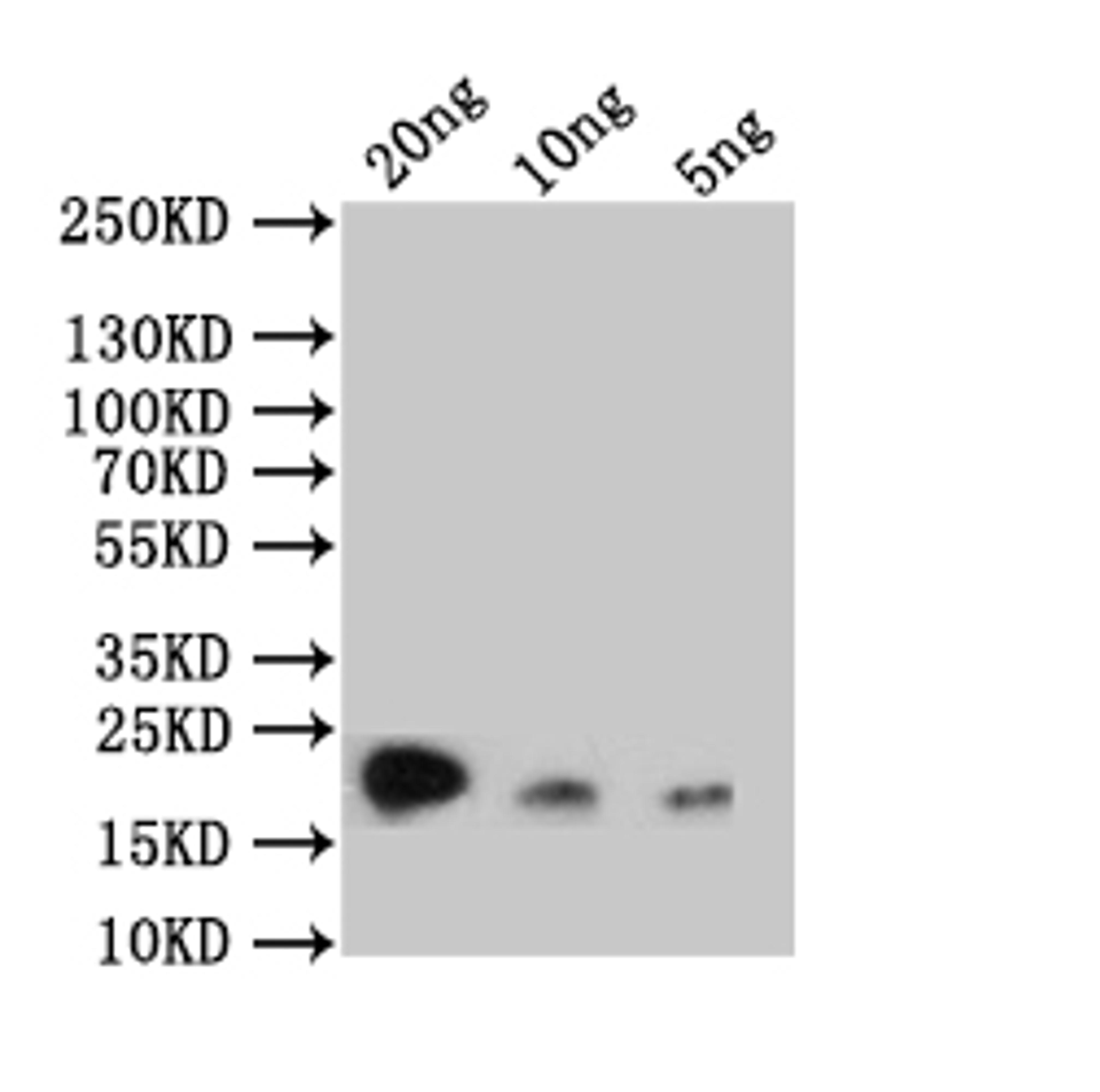 Western Blot. Positive WB detected in: recombinant protein. All lanes: rpc53 Antibody at 1:1000. Secondary. Goat polyclonal to rabbit IgG at 1/50000 dilution. Predicted band size: 20 kDa. Observed band size: 20 kDa. 