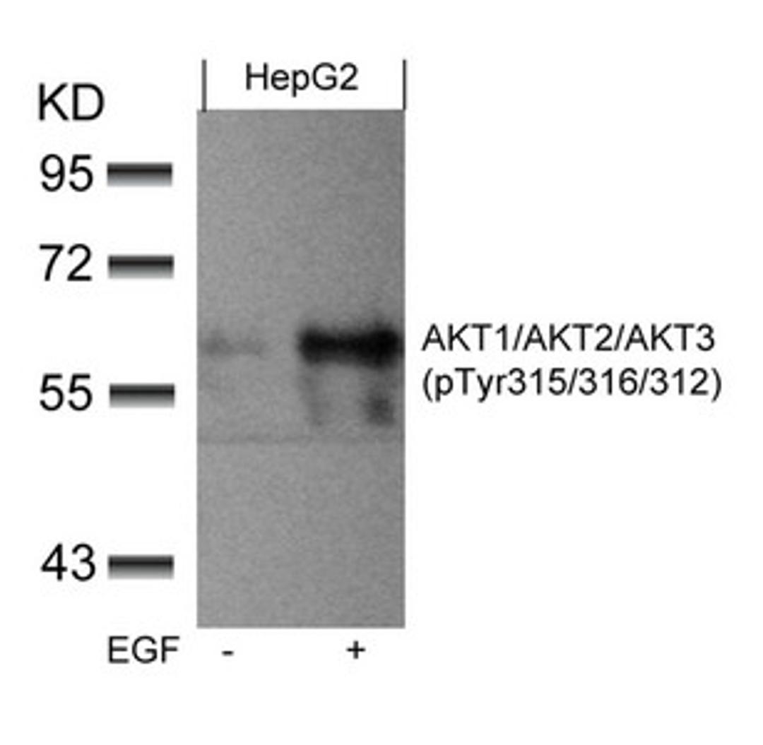 Western blot analysis of extracts from HepG2 cells untreated or treated with EGF using AKT1/AKT2/AKT3(phospho-Tyr315/316/312) Antibody.
