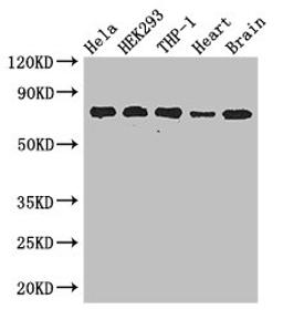 Western Blot. Positive WB detected in: Hela whole cell lysate, HEK293 whole cell lysate, THP-1 whole cell lysate, Mouse heart tissue, Mouse brain tissue. All lanes: FAF1 antibody at 2.8ug/ml. Secondary. Goat polyclonal to rabbit IgG at 1/50000 dilution. Predicted band size: 74, 57 kDa. Observed band size: 74 kDa. 