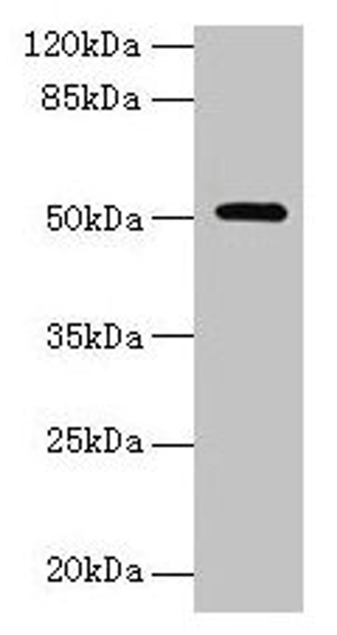 Western blot. All lanes: NR1H3 antibody at 6µg/ml + Mouse liver tissue. Secondary. Goat polyclonal to rabbit IgG at 1/10000 dilution. Predicted band size: 51, 44, 46 kDa. Observed band size: 51 kDa