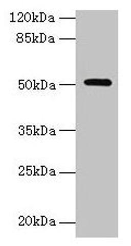 Western blot. All lanes: NR1H3 antibody at 6µg/ml + Mouse liver tissue. Secondary. Goat polyclonal to rabbit IgG at 1/10000 dilution. Predicted band size: 51, 44, 46 kDa. Observed band size: 51 kDa