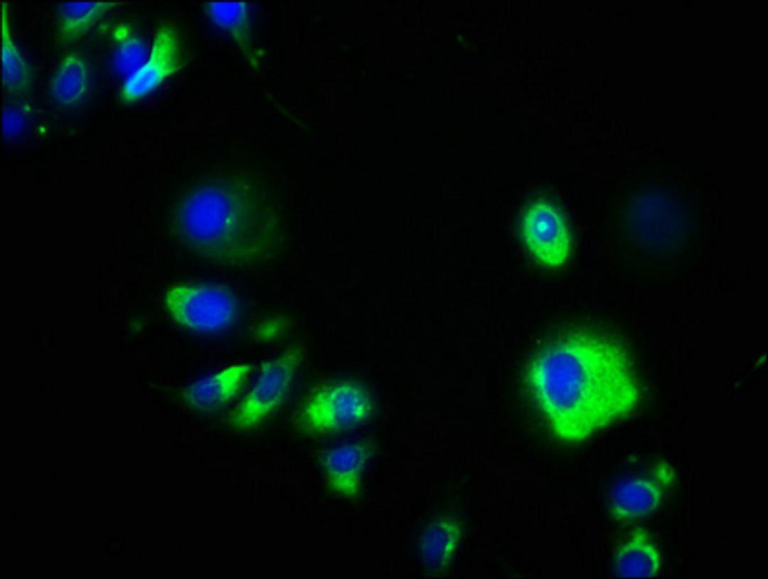 Immunofluorescence staining of MCF-7 cells with CSB-PA857459EA01HU at 1:133, counter-stained with DAPI. The cells were fixed in 4% formaldehyde, permeabilized using 0.2% Triton X-100 and blocked in 10% normal Goat Serum. The cells were then incubated with the antibody overnight at 4&deg;C. The secondary antibody was Alexa Fluor 488-congugated AffiniPure Goat Anti-Rabbit IgG(H+L).