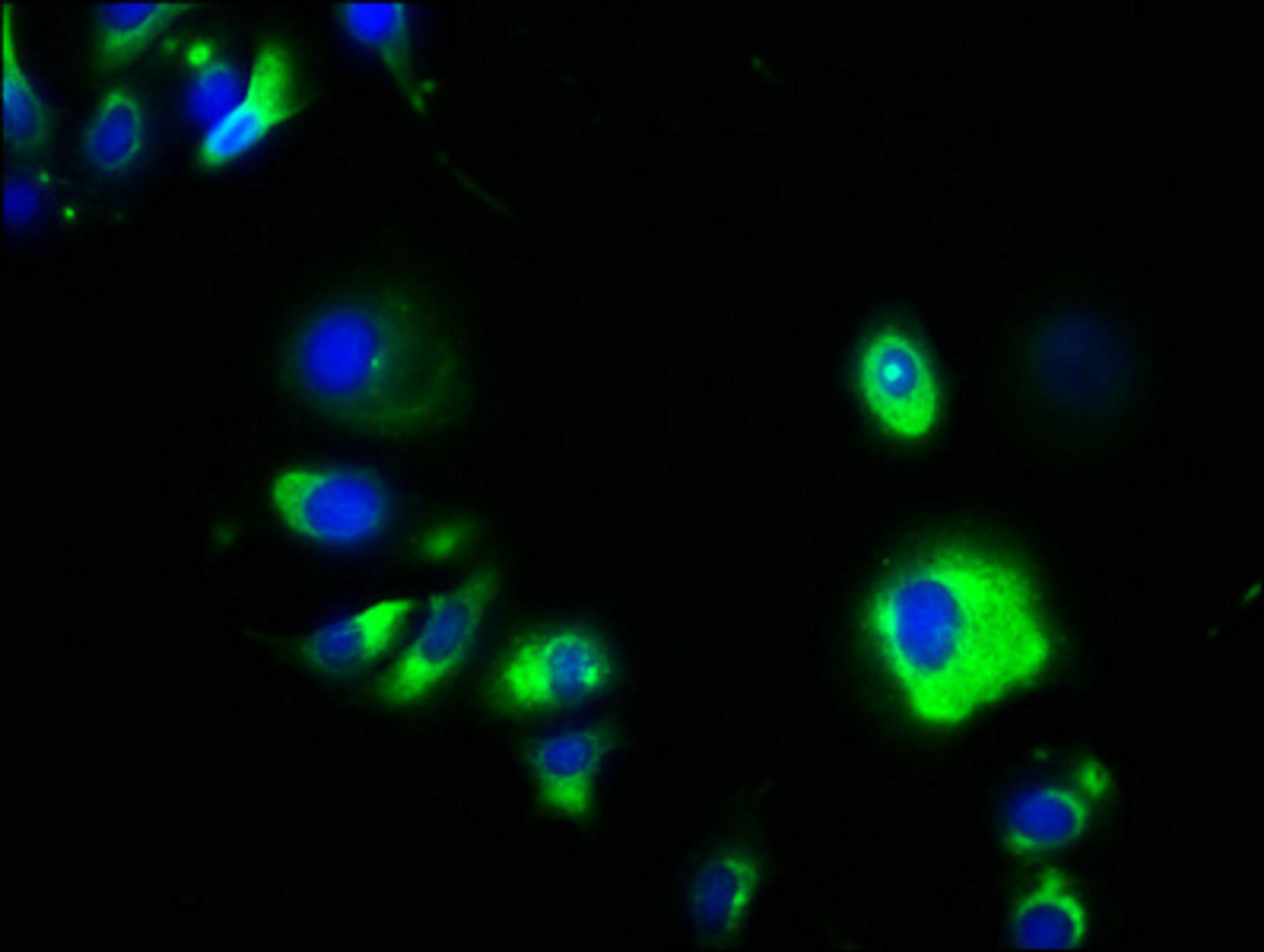 Immunofluorescence staining of MCF-7 cells with CSB-PA857459EA01HU at 1:133, counter-stained with DAPI. The cells were fixed in 4% formaldehyde, permeabilized using 0.2% Triton X-100 and blocked in 10% normal Goat Serum. The cells were then incubated with the antibody overnight at 4&deg;C. The secondary antibody was Alexa Fluor 488-congugated AffiniPure Goat Anti-Rabbit IgG(H+L).