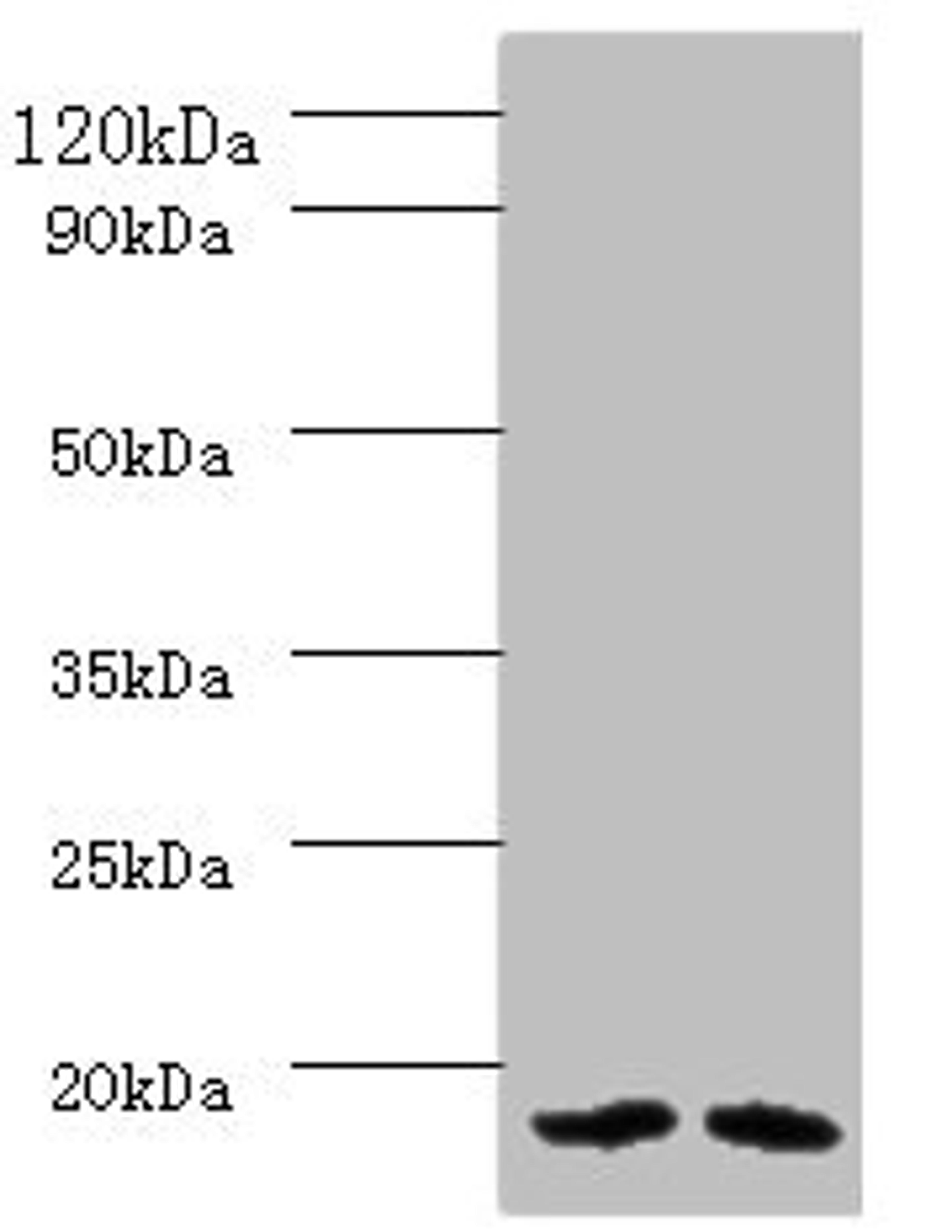 Western blot. All lanes: PAM16 antibody at 2ug/ml. Lane 1: HL60 whole cell lysate. Lane 2: HepG2 whole cell lysate. Secondary. Goat polyclonal to rabbit IgG at 1/10000 dilution. Predicted band size: 14 kDa. Observed band size: 14 kDa. 