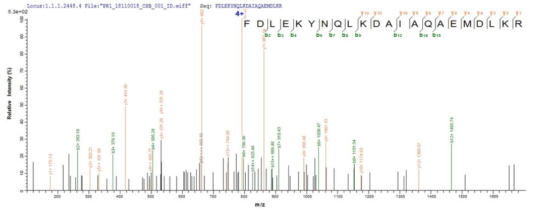 Based on the SEQUEST from database of E.coli host and target protein, the LC-MS/MS Analysis result of CSB-CF668882MO could indicate that this peptide derived from E.coli-expressed Mus musculus (Mouse) Mcu.