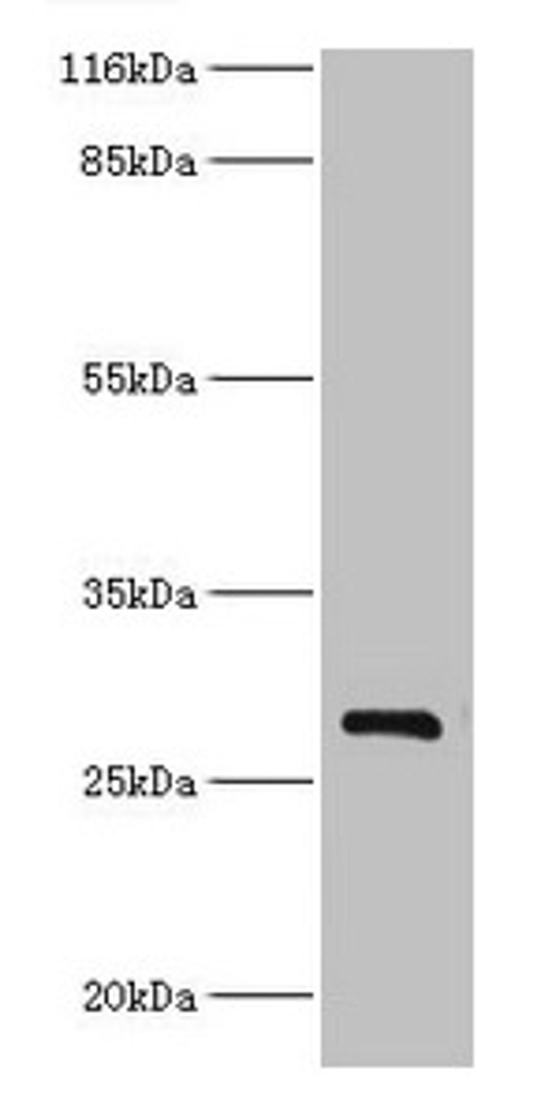 Western blot. All lanes: HSD17B14 antibody at 2µg/ml + Mouse kidney tissue. Secondary. Goat polyclonal to rabbit IgG at 1/10000 dilution. Predicted band size: 29 kDa. Observed band size: 29 kDa