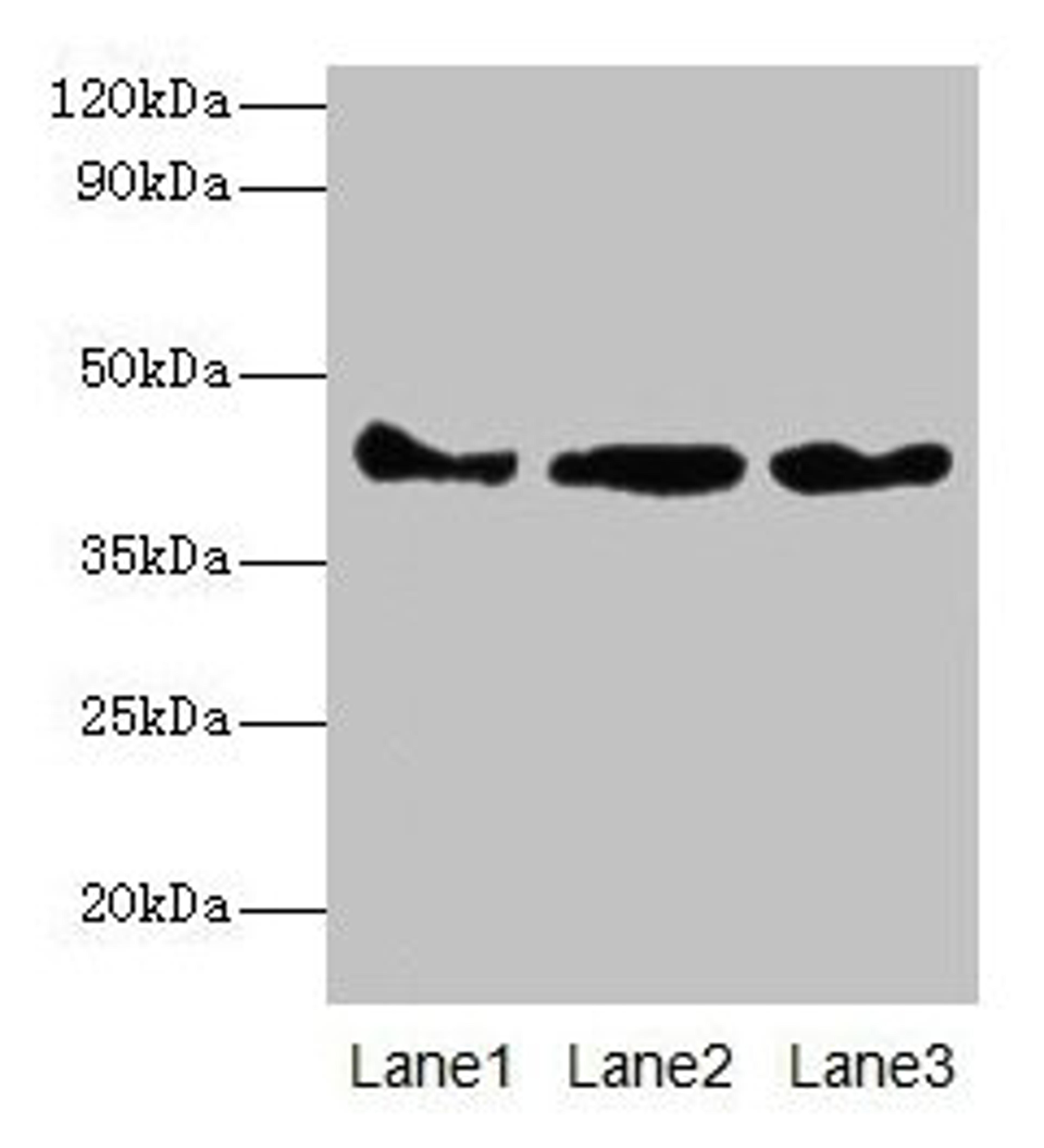 Western blot. All lanes: Actb antibody at 2µg/ml. Lane 1: Mouse spleen tissue. Lane 2: 293T whole cell lysate. Lane 3: Hela whole cell lysate. Secondary. Goat polyclonal to rabbit IgG at 1/10000 dilution. Predicted band size: 42 kDa. Observed band size: 42 kDa