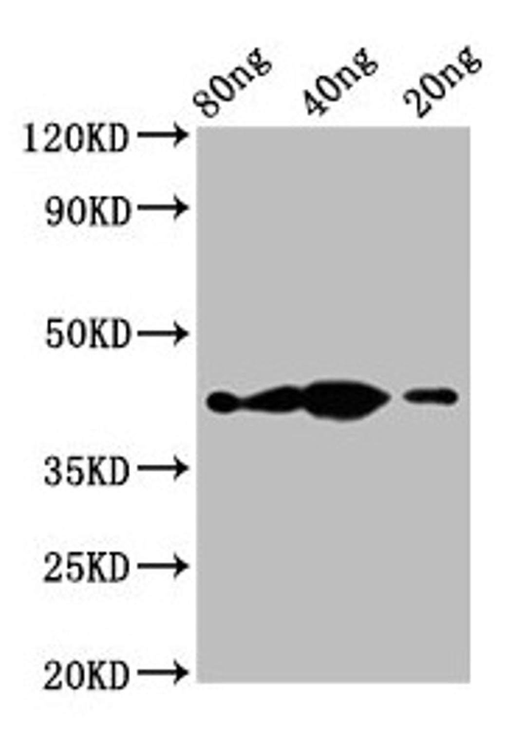 Western Blot. Positive WB detected in Recombinant protein. All lanes: th antibody at 2.3µg/ml. Secondary. Goat polyclonal to rabbit IgG at 1/50000 dilution. Predicted band size: 43 kDa. Observed band size: 43 kDa