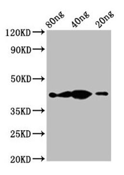 Western Blot. Positive WB detected in Recombinant protein. All lanes: th antibody at 2.3µg/ml. Secondary. Goat polyclonal to rabbit IgG at 1/50000 dilution. Predicted band size: 43 kDa. Observed band size: 43 kDa