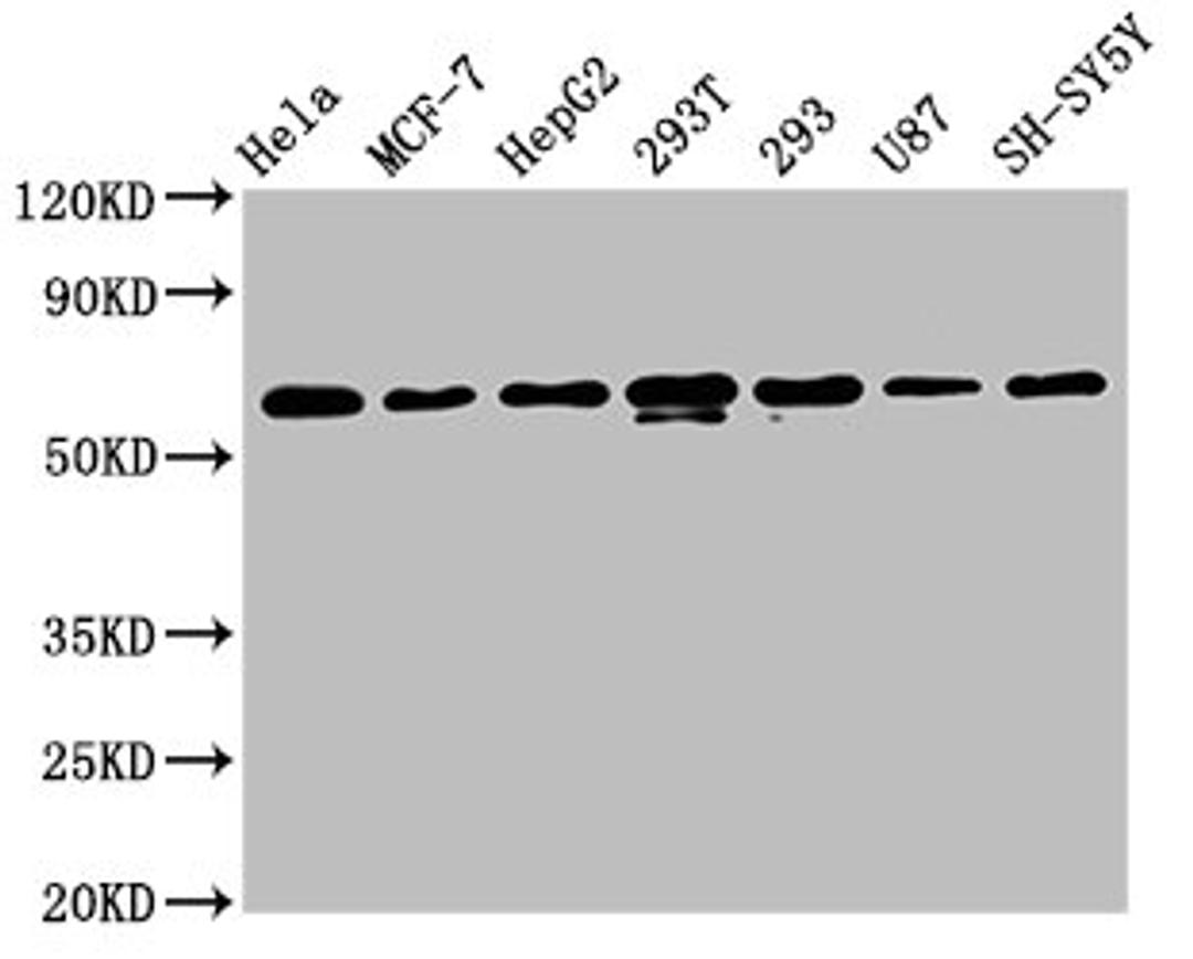 Western Blot. Positive WB detected in: Hela whole cell lysate, MCF-7 whole cell lysate, HepG2 whole cell lysate, 293T whole cell lysate, 293 whole cell lysate, U87 whole cell lysate, SH-SY5Y whole cell lysate. All lanes: HNRNPK antibody at 1.3μg/ml. Secondary. Goat polyclonal to rabbit IgG at 1/50000 dilution. Predicted band size: 51, 52, 49 KDa. Observed band size: 60 KDa. 