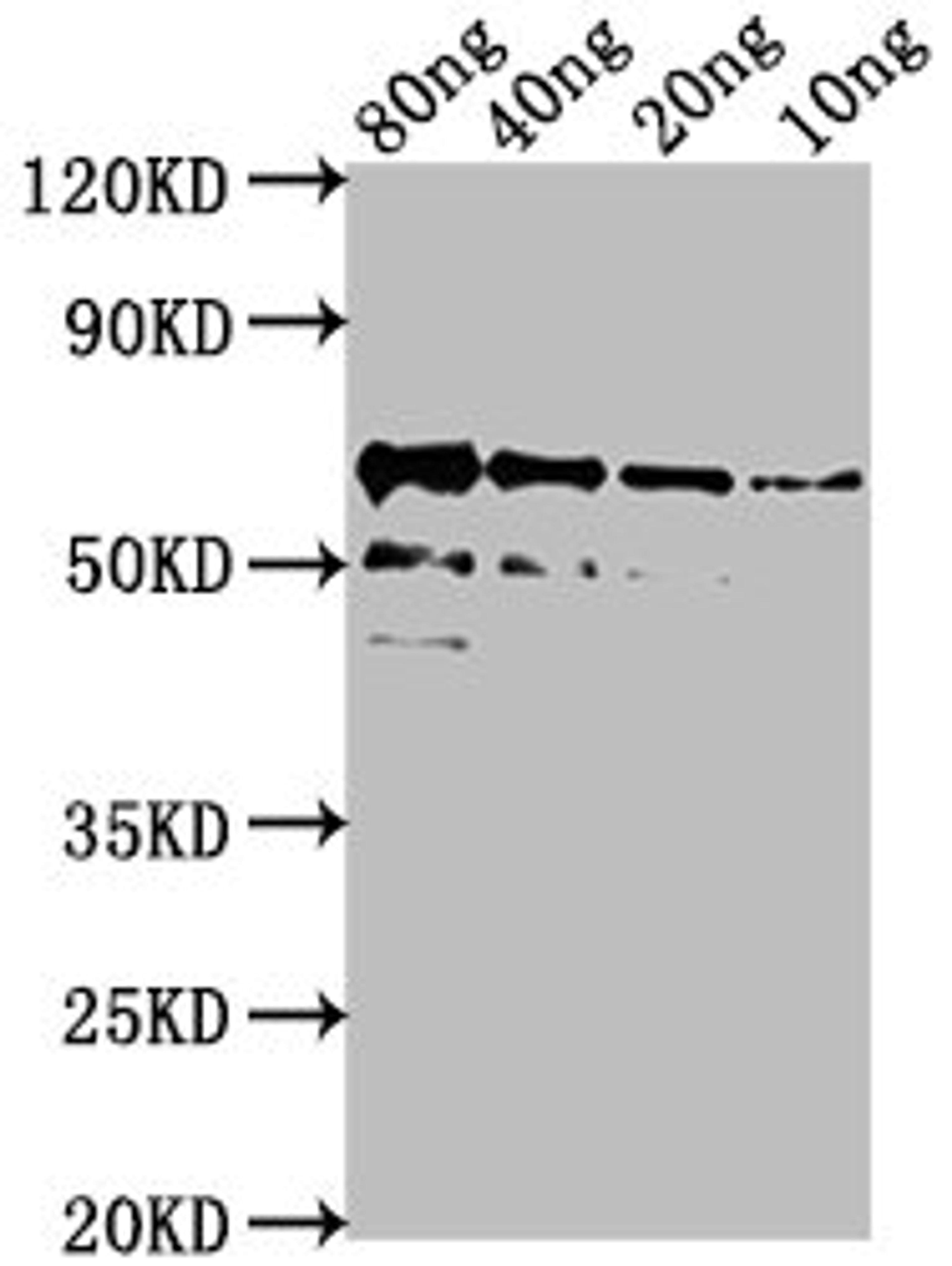 Western Blot. Positive WB detected in Recombinant protein. All lanes: algL antibody at 1:2000. Secondary. Goat polyclonal to rabbit IgG at 1/50000 dilution. Predicted band size: 62 kDa. Observed band size: 62 kDa. 