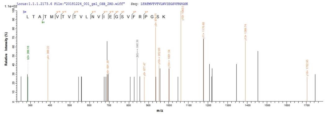 Based on the SEQUEST from database of E.coli host and target protein, the LC-MS/MS Analysis result of CSB-EP723414MO could indicate that this peptide derived from E.coli-expressed Mus musculus (Mouse) Dsg1a.