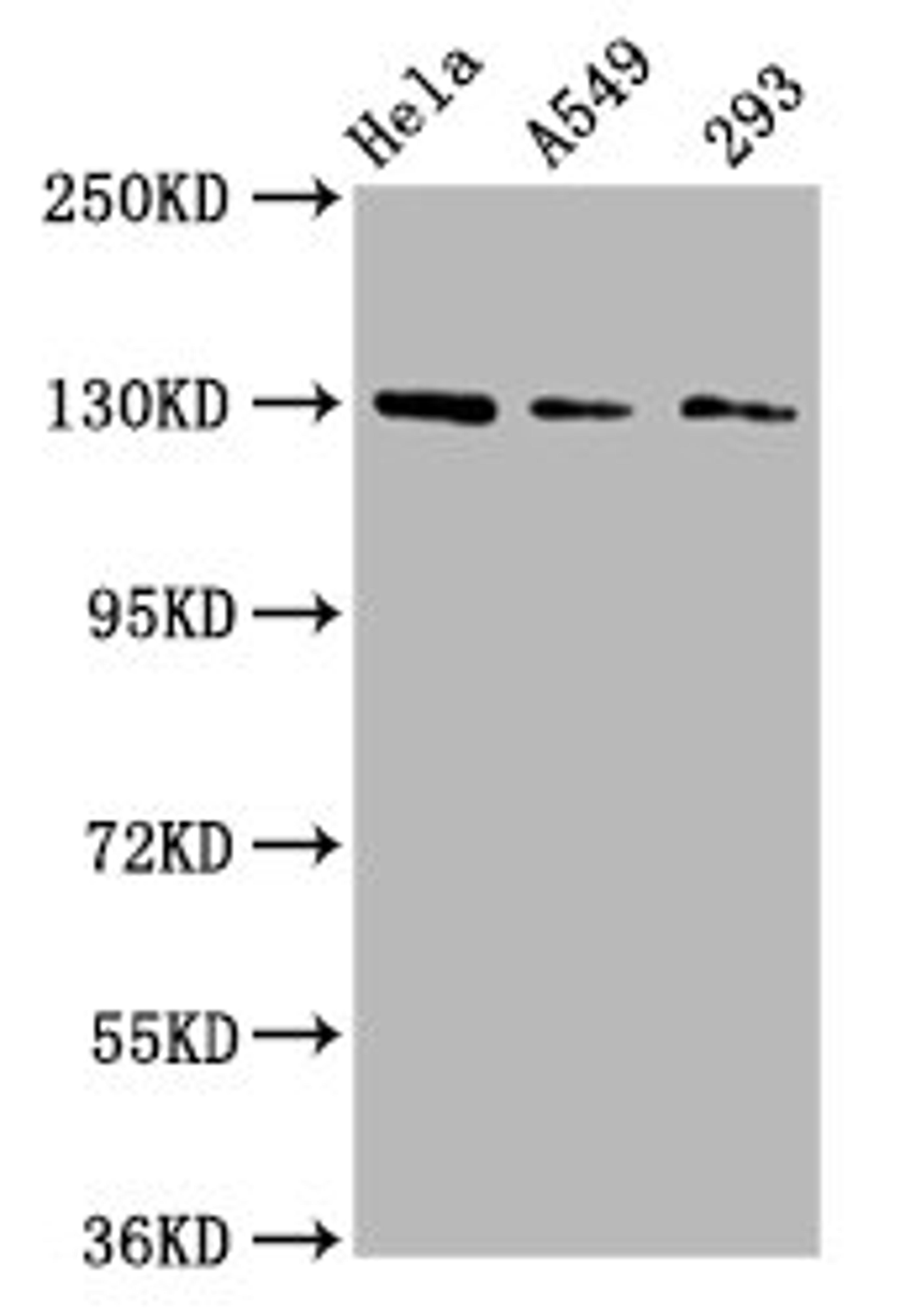 Western Blot. Positive WB detected in: Hela whole cell lysate, A549 whole cell lysate, 293 whole cell lysate. All lanes: SEMA6D antibody at 3ug/ml. Secondary. Goat polyclonal to rabbit IgG at 1/50000 dilution. Predicted band size: 120, 114, 112, 116, 118, 55, 68 kDa. Observed band size: 130 kDa. 