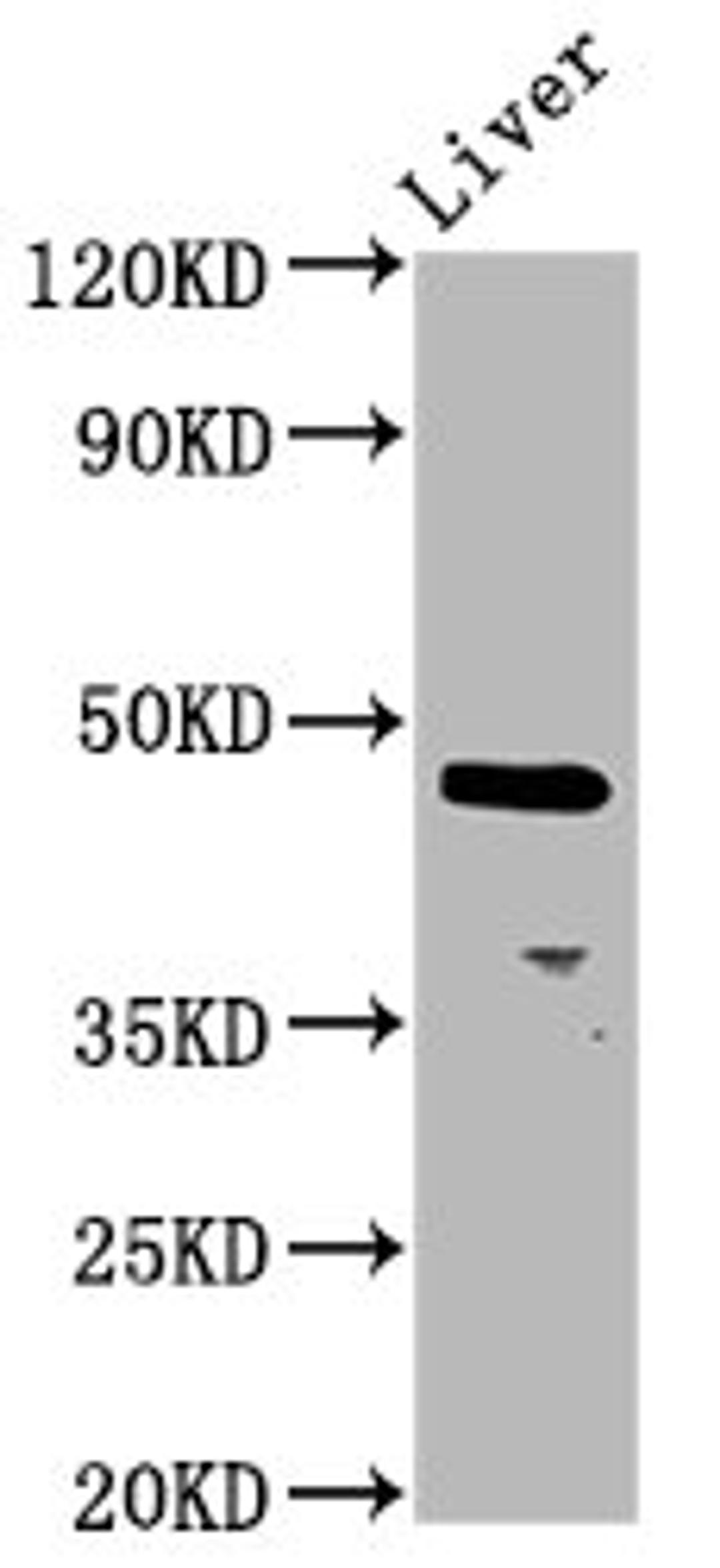Western Blot. Positive WB detected in: Rat liver tissue. All lanes: ALX4 antibody at 4.2ug/ml. Secondary. Goat polyclonal to rabbit IgG at 1/50000 dilution. Predicted band size: 45 kDa. Observed band size: 45 kDa. 