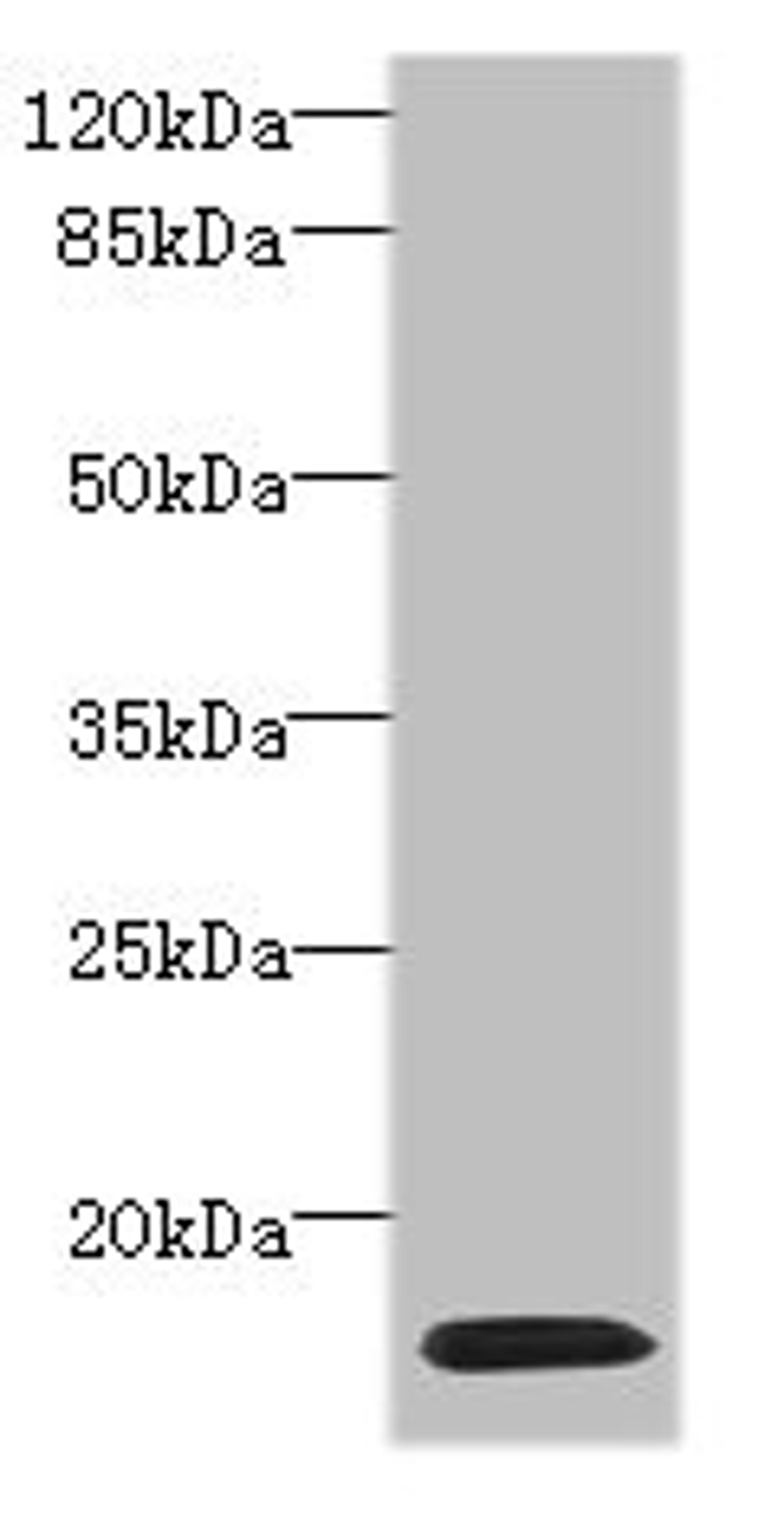 Western blot. All lanes: HIST1H2AG antibody at 4µg/ml + HL60 whole cell lysate. Secondary. Goat polyclonal to rabbit IgG at 1/10000 dilution. Predicted band size: 15 kDa. Observed band size: 15 kDa