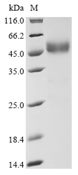 (Tris-Glycine gel) Discontinuous SDS-PAGE (reduced) with 5% enrichment gel and 15% separation gel.