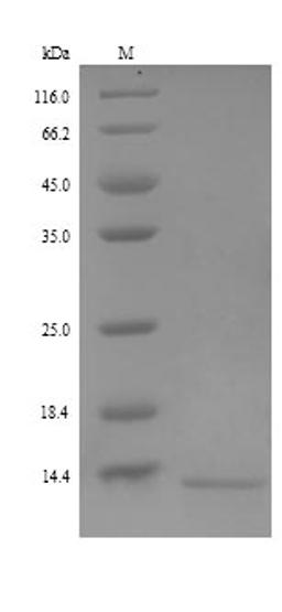 (Tris-Glycine gel) Discontinuous SDS-PAGE (reduced) with 5% enrichment gel and 15% separation gel.