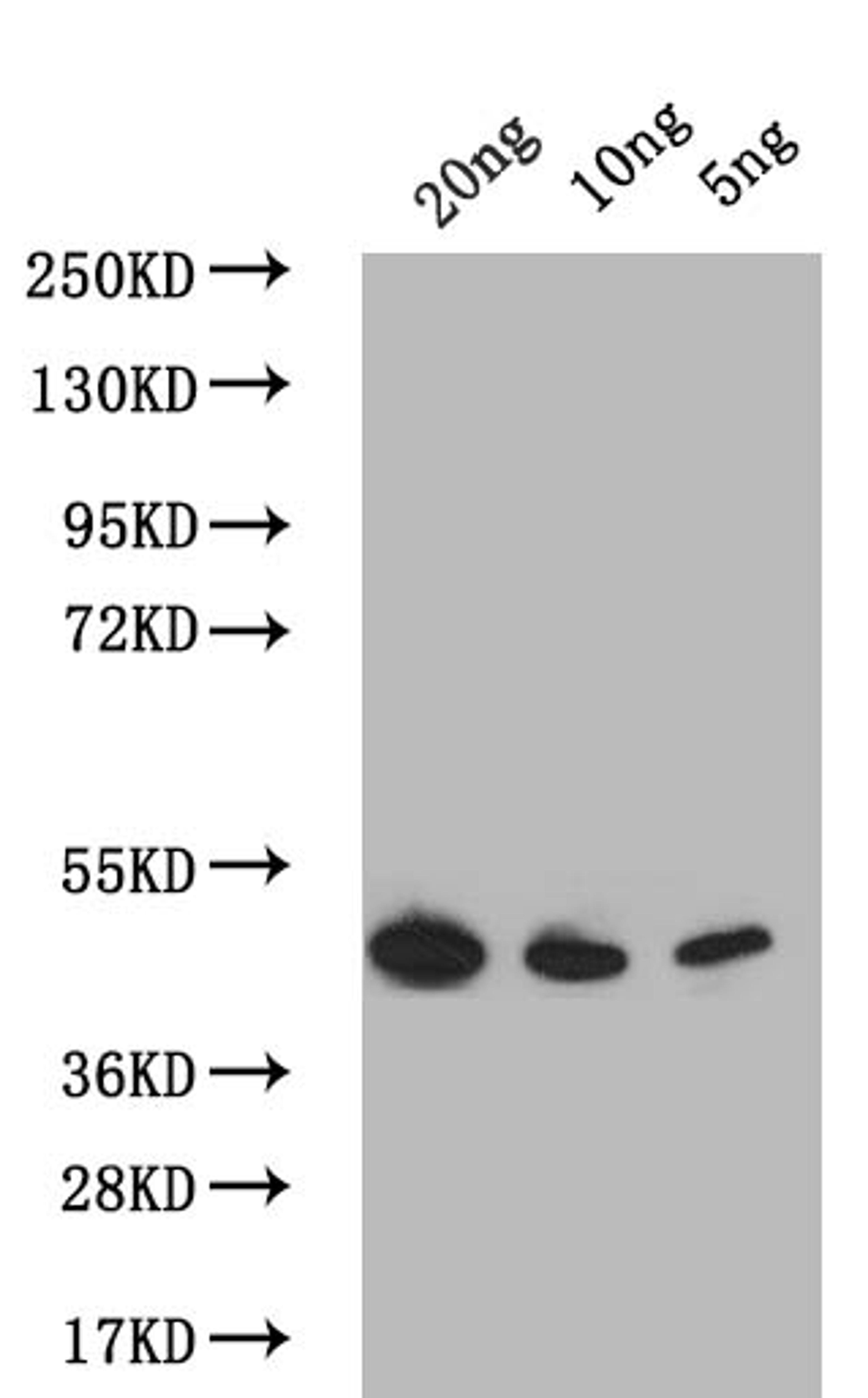 Western Blot. Positive WB detected in: recombinant protein. All lanes: PDLP7 Antibody at 1:1000. Secondary. Goat polyclonal to rabbit IgG at 1/50000 dilution. Predicted band size: 43.7 kDa. Observed band size: 43.7 kDa. 