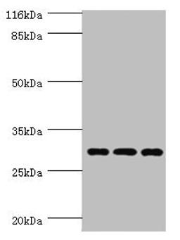 Western blot. All lanes: SPIN1 antibody at 1.45µg/ml. Lane 1: Hela whole cell lysate. Lane 2: 293T whole cell lysate. Lane 3: HepG2 whole cell lysate. Secondary. Goat polyclonal to rabbit IgG at 1/10000 dilution. Predicted band size: 30 kDa. Observed band size: 30 kDa