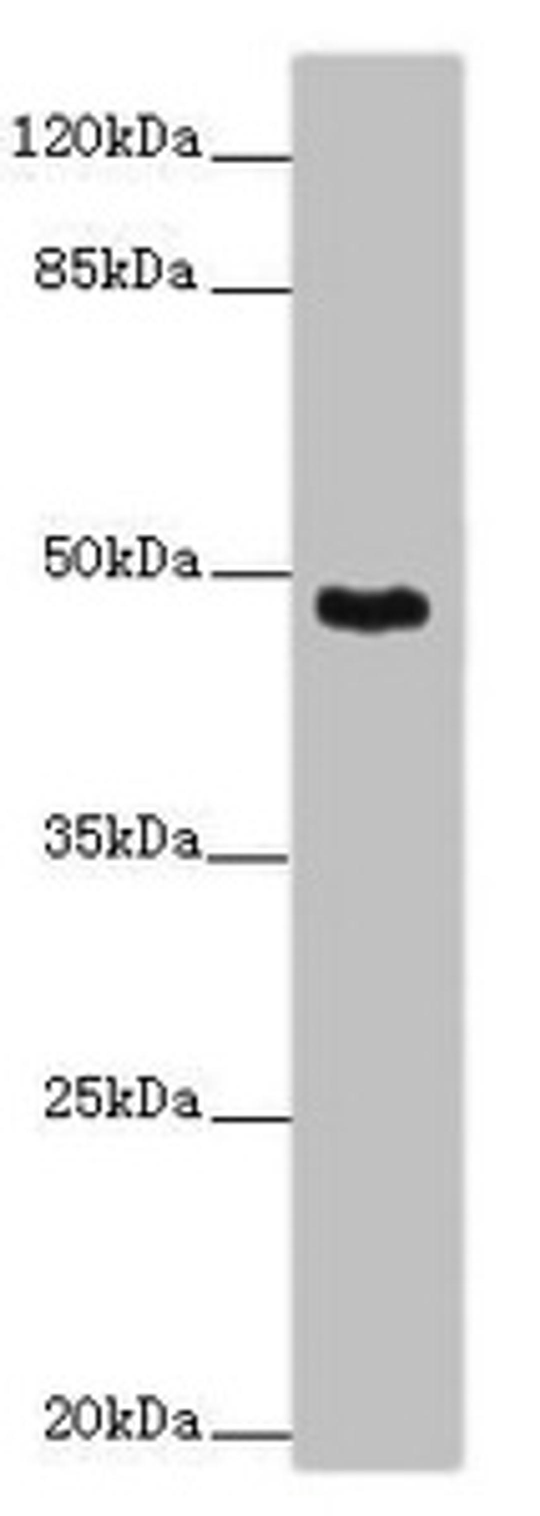 Western blot. All lanes: SMOC1 antibody at 14 ug/ml + Mouse skeletal muscle tissue. Secondary. Goat polyclonal to rabbit IgG at 1/10000 dilution. Predicted band size: 48 kDa. Observed band size: 48 kDa. 